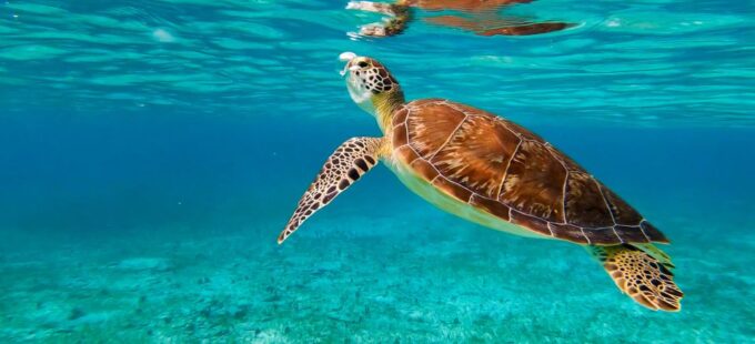 Port Ghalib: Sataya Reefs Dolphin Snorkel Cruise With Lunch - Recommended Essentials to Bring