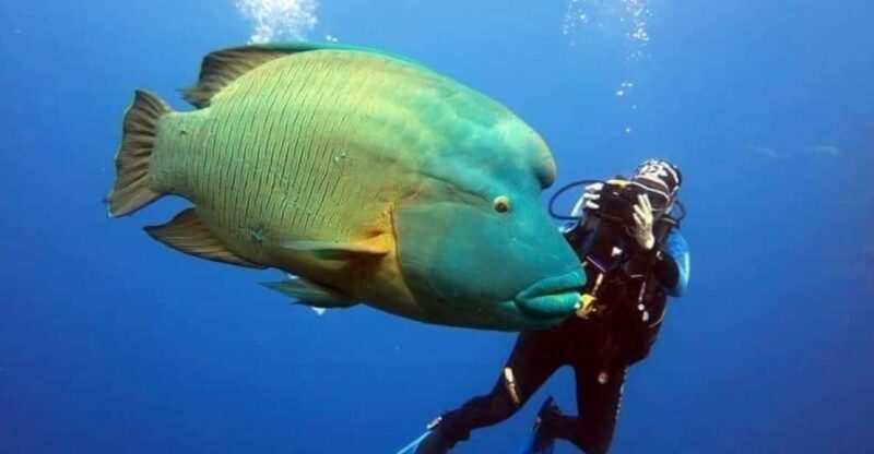 Port Ghalib: Scuba Diving for Beginners Day-Trip With Lunch - Itinerary