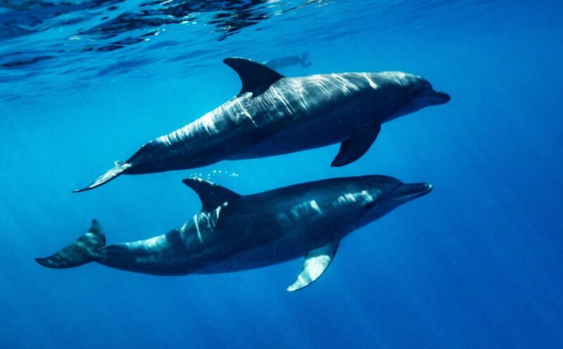 Port Ghalib: Scuba Diving for Beginners Day-Trip With Lunch - Important Information