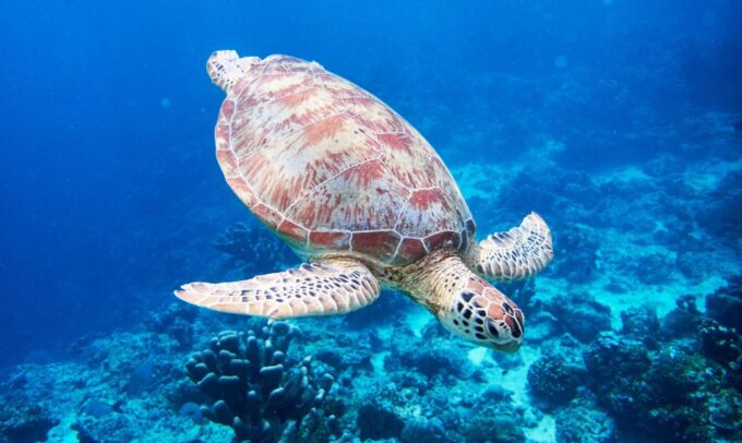 Port Ghalib: Scuba Diving for Beginners Day-Trip With Lunch - Pricing and Cancellation