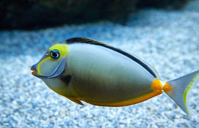 Port Ghalib: Scuba Diving for Beginners Day-Trip With Lunch - Language Options