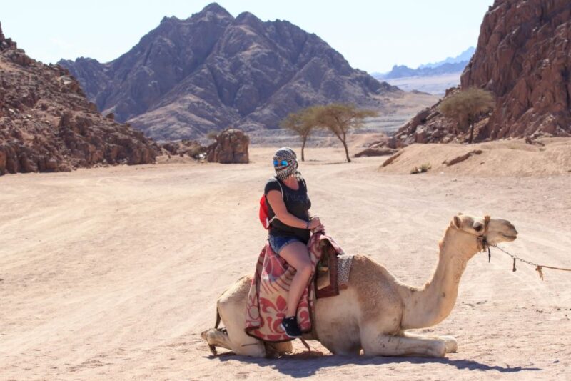 Port Ghalib: Sunset Safari ATV Quad W/ BBQ Dinner and Show - Inclusions and Participants
