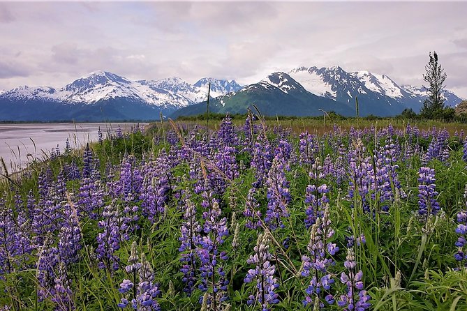Port Homer Day Tour - Wilderness, Wildlife and Beach Experience - Inclusion Details