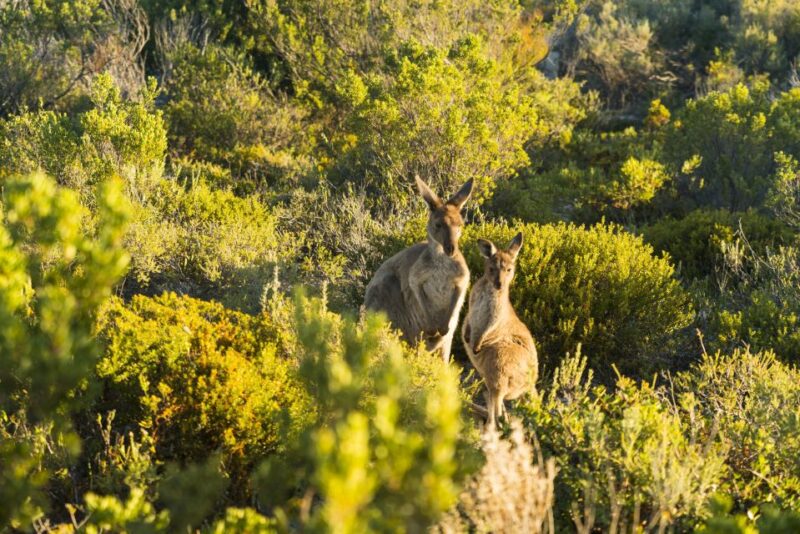 Port Lincoln: Coffin Bay Seafood, Wine, and Nature Day Trip - Cruise to Observe Local Seafood Industry