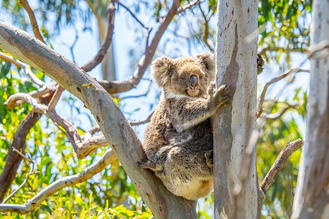 Port Lincoln Full-day Exploration Tour - Participation