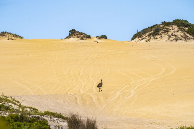Port Lincoln: Wildlife and Sightseeing Full-Day 4WD Tour - Thrilling Sand Dune Driving Experience