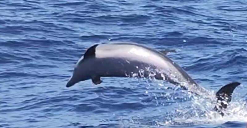 Port of Mogán: 3-Hour Dolphin & Whale Watching Tour - Key Points