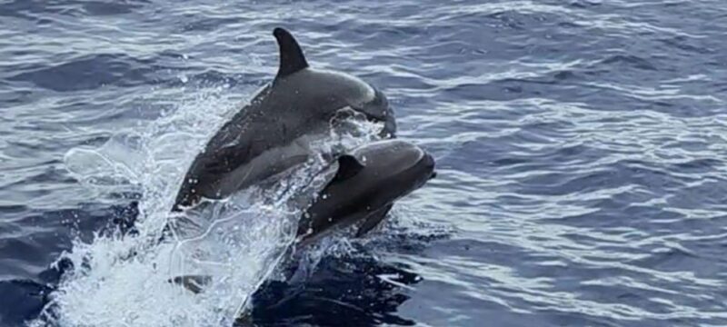 Port of Mogán: 3-Hour Dolphin & Whale Watching Tour - Dolphin & Whale Encounters