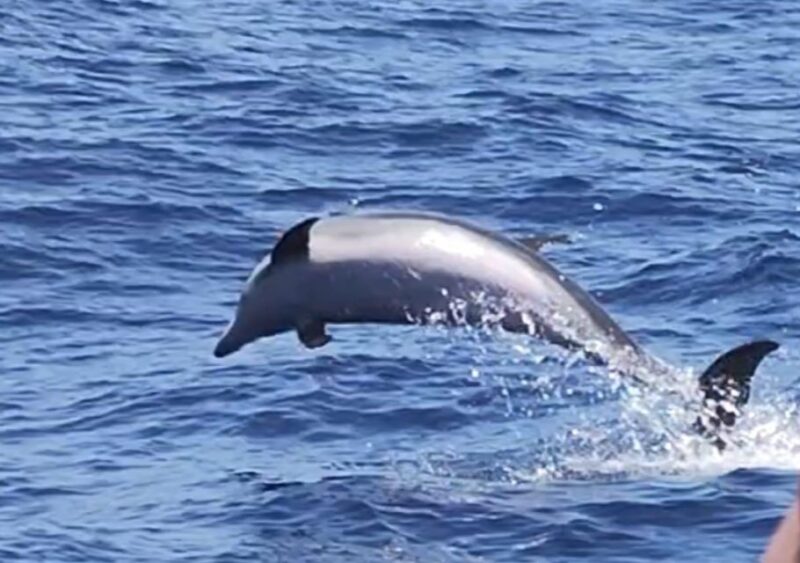 Port of Mogán: 3-Hour Dolphin & Whale Watching Tour - Coastal Exploration