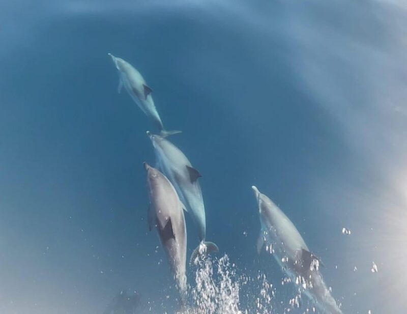 Port of Mogán: 3-Hour Dolphin & Whale Watching Tour - Tour Inclusions