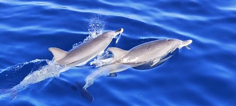 Port of Mogán: 3-Hour Dolphin & Whale Watching Tour - Tour Exclusions