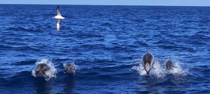 Port of Mogán: 3-Hour Dolphin & Whale Watching Tour - Group Size and Guide