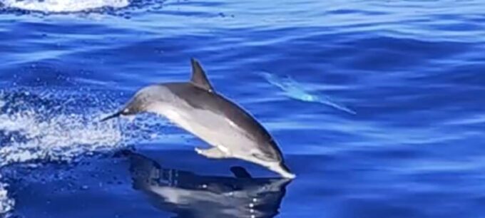 Port of Mogán: 3-Hour Dolphin & Whale Watching Tour - Reservation and Cancellation