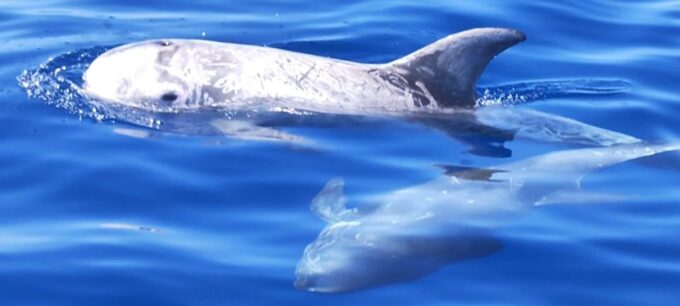 Port of Mogán: 3-Hour Dolphin & Whale Watching Tour - Additional Information
