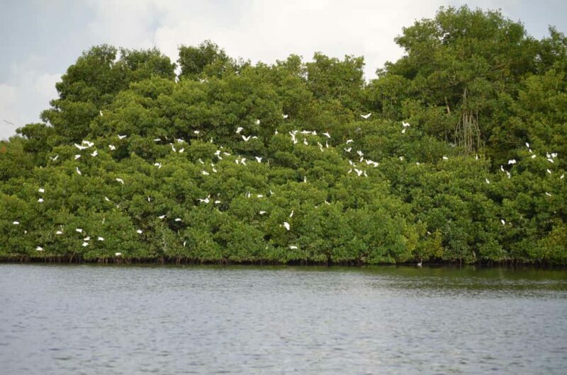 Port of Spain: Caroni Bird Sanctuary by Boat - Setting the Scene: From Hotel to Sanctuary