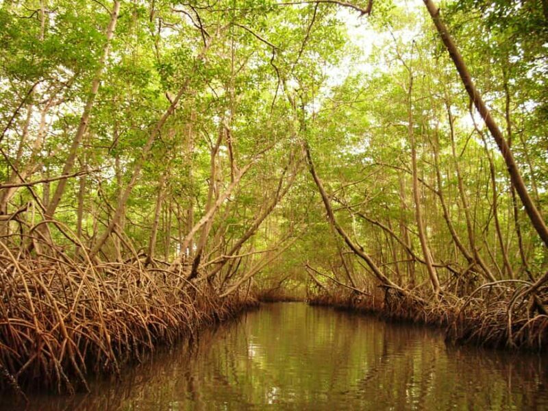 Port of Spain: Caroni Bird Sanctuary by Boat - Sunset and Bird Behavior: A Beautiful Moment