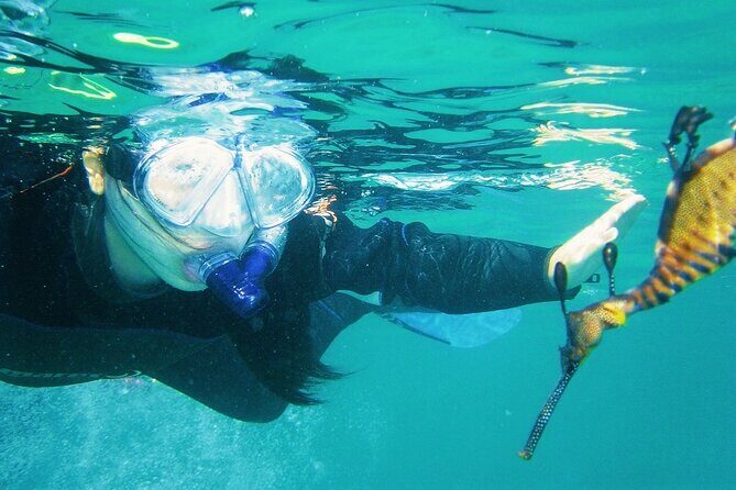 Port Phillip Bay Snorkeling with Sea Dragons - Authentic Testimonials