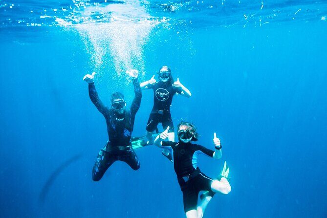 Port Phillip Bay Snorkeling with Sea Dragons - The Sum Up: Why This Tour Is Worth It