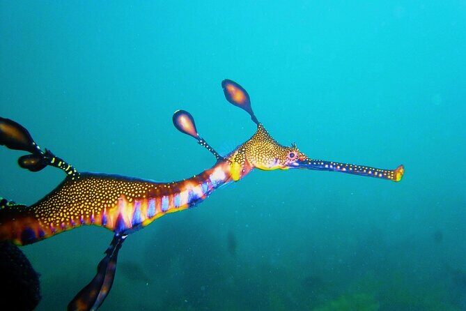 Port Phillip Bay Snorkeling with Sea Dragons - FAQ: Your Questions Answered