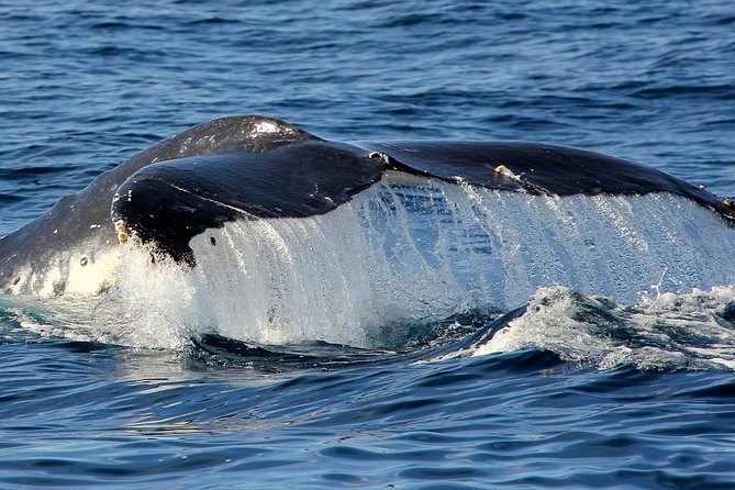 Port Stephens 3 Hour Whale and Dolphin Watch Cruise - Meeting and End Points