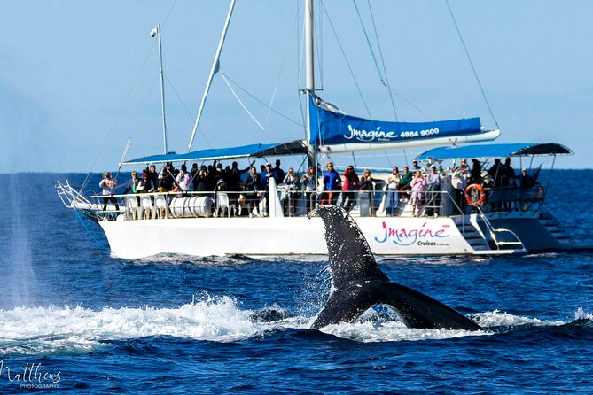 Port Stephens 3 Hour Whale and Dolphin Watch Cruise - Highlights From Reviews