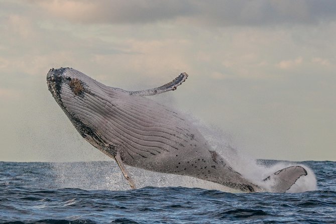 Port Stephens 3 Hour Whale and Dolphin Watch Cruise - Whale and Dolphin Sightings