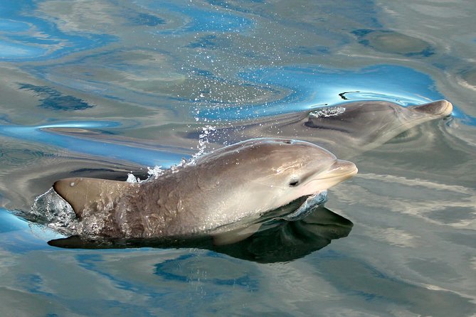 Port Stephens 3 Hour Whale and Dolphin Watch Cruise - Comfortable Boat and Onboard Amenities