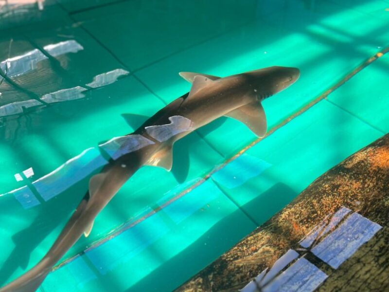 Port Stephens Animal Adventures: Mega Ticket - Included Experiences