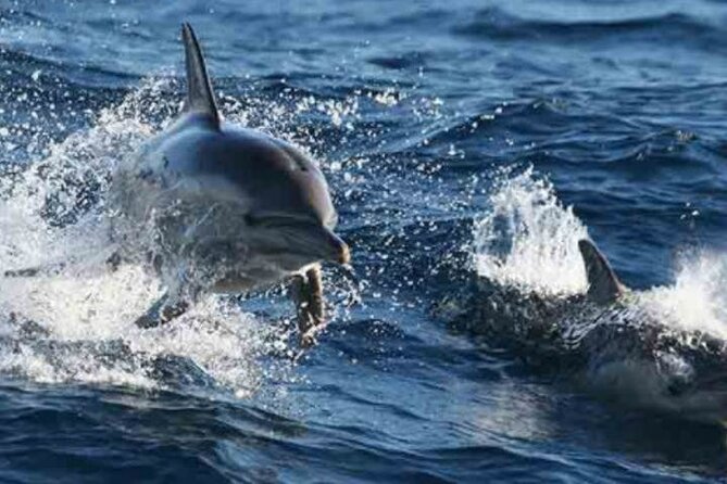 Port Stephens Day Tour With Dolphin Cruise, 4wdtour, Sandboarding - Tour Details