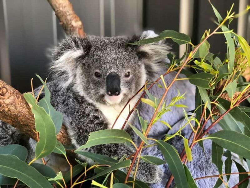 Port Stephens: Dolphin Cruise, Lunch, Koalas & Sandboarding - The Itinerary in Detail