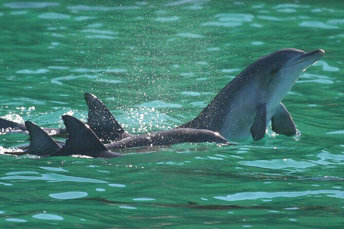 Port Stephens: Dolphin Discovery Cruise - The Boat and Comfort