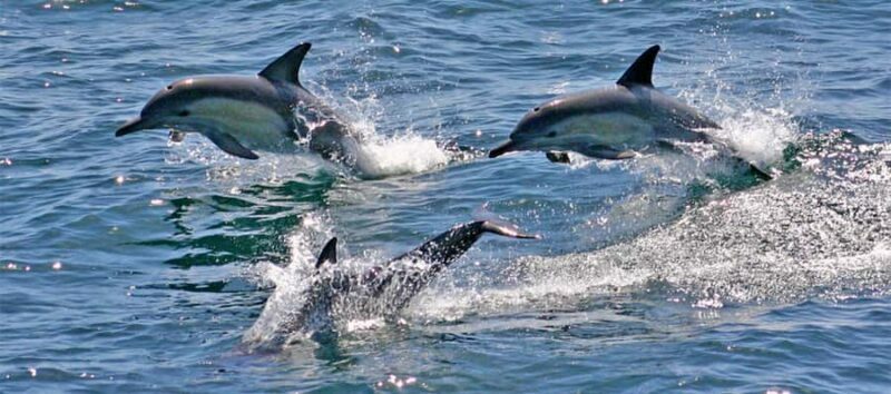 Port Stephens: Dolphin, Lunch, Koalas&Sandboarding -Mandarin - An In-Depth Look at the Tour Experience