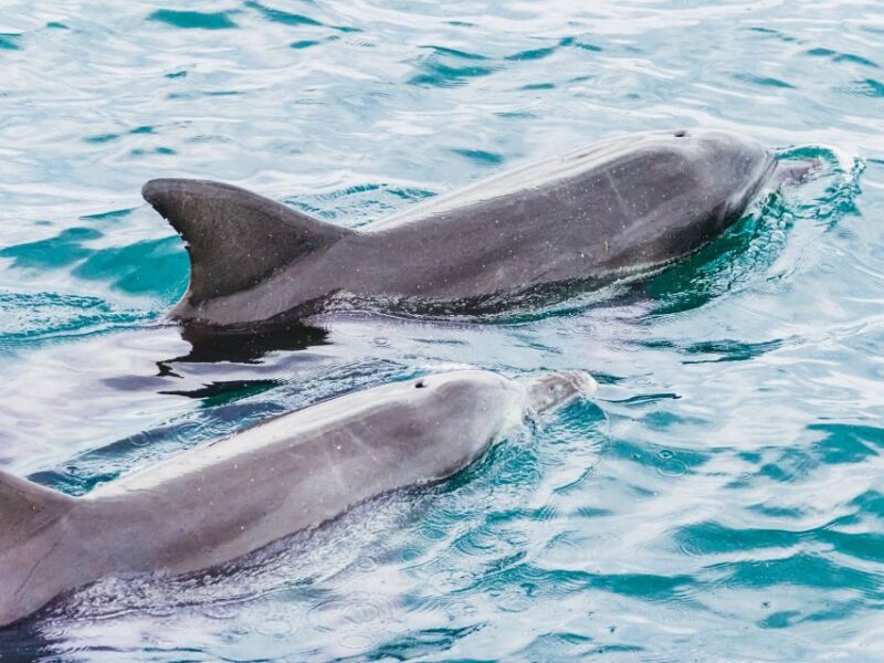 Port Stephens: Dolphin Watching Cruise - Key Points