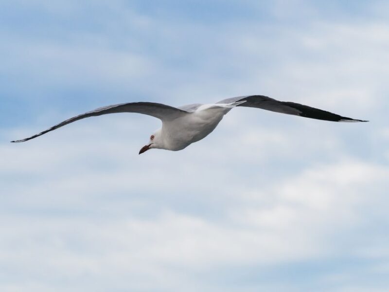Port Stephens: Dolphin Watching Cruise - Price and Inclusions