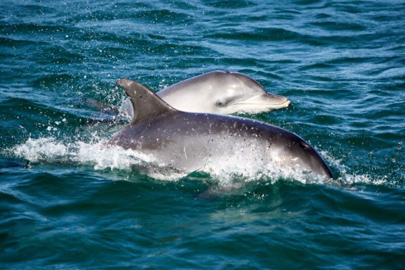 Port Stephens: Dolphin Watching Cruise - Duration and Availability