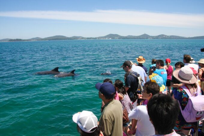 Port Stephens: Dolphin Watching Cruise - Recap