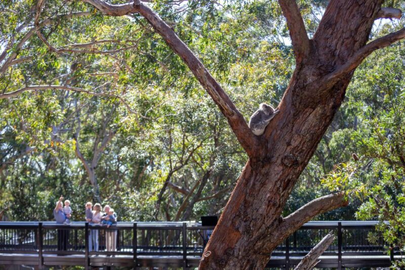 Port Stephens: Koala Sanctuary General Admission Ticket - Key Points
