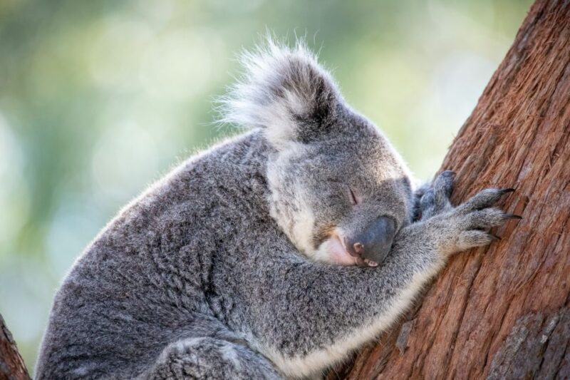 Port Stephens: Koala Sanctuary General Admission Ticket - Conservation and Rehabilitation