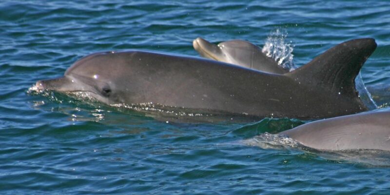 Port Stephens Small Group Dolphins & Dunes Combo - Live Tour Guide