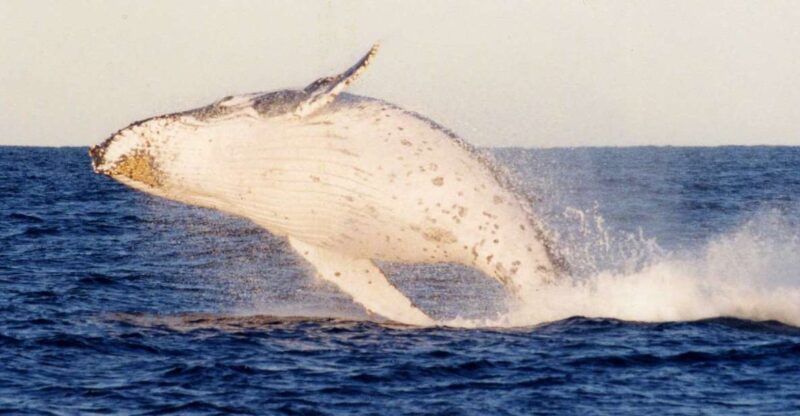 Port Stephens Small Group Whales & Dunes Combo - Relax by the Picturesque Marina