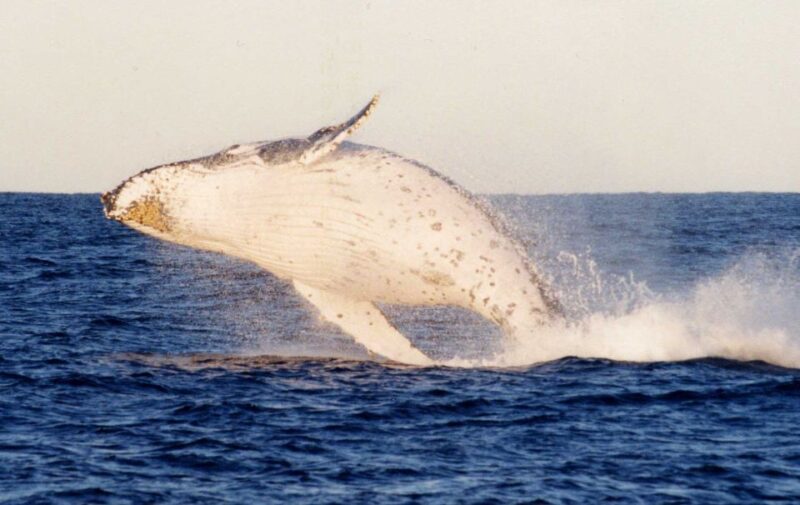 Port Stephens Small Group Whales & Dunes Combo - Experience the Thrilling 4WD Adventure