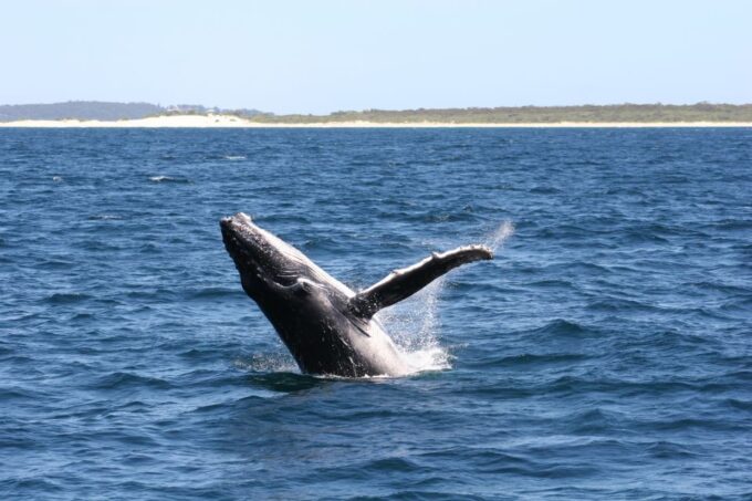 Port Stephens Small Group Whales & Dunes Combo - Discover the Joys of Sand Boarding