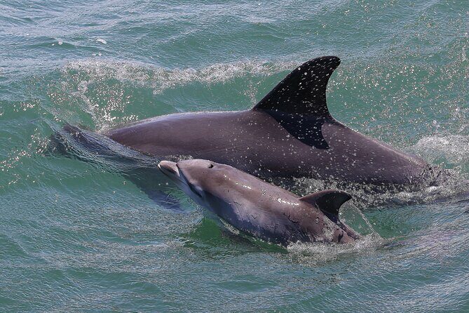 Port Stephens: Splash 'n' Slide Dolphin Cruise - An Authentic Dolphin Encounter in Port Stephens