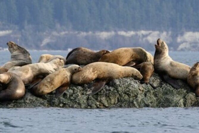 Port Townsend Wildlife Watching Cruise - Key Points