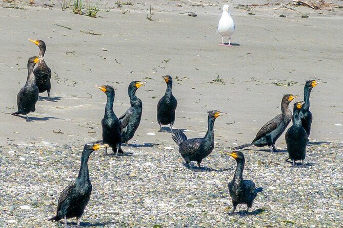 Port Townsend Wildlife Watching Cruise - Analyzing the Value