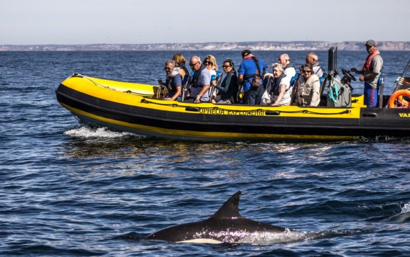 Portimão: 2-Hour Dolphin Watching Boat Tour - Experience Highlights