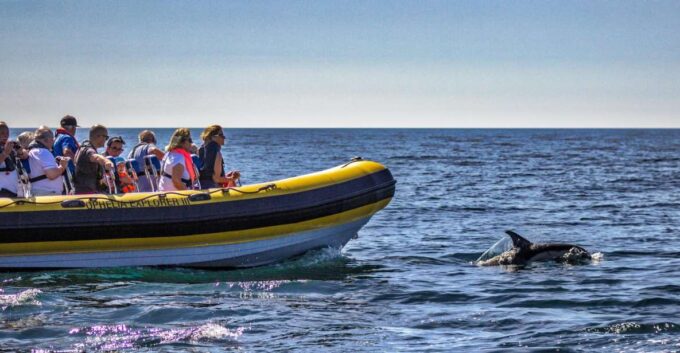 Portimão: 2-Hour Dolphin Watching Boat Tour - Coastal Views and Cruise