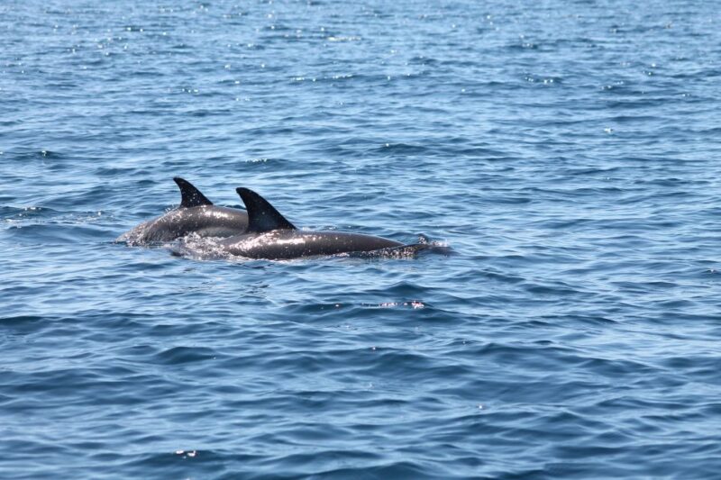 Portimão: 2-Hour Dolphin Watching Boat Tour - Inclusions and Exclusions