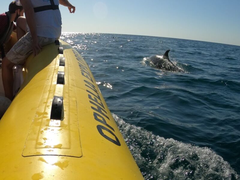 Portimão: 2-Hour Dolphin Watching Boat Tour - Restrictions and Recommendations