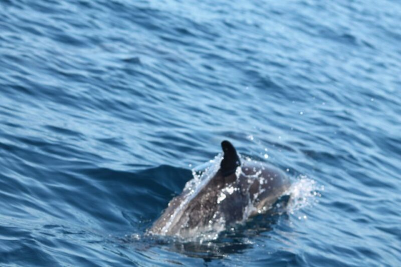 Portimão: 2-Hour Dolphin Watching Boat Tour - Exploring Benagil Caves